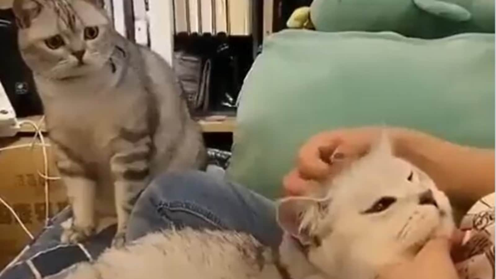 Cat's reaction to human petting another kitty shows what ‘jealousy looks like’