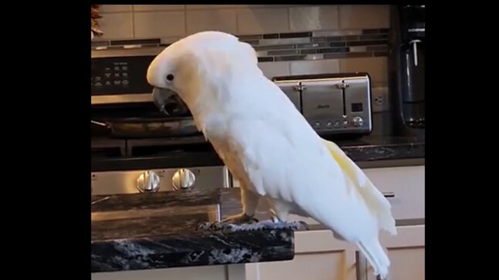 Cockatoo throws tantrum after pet parent denies it a hot dog