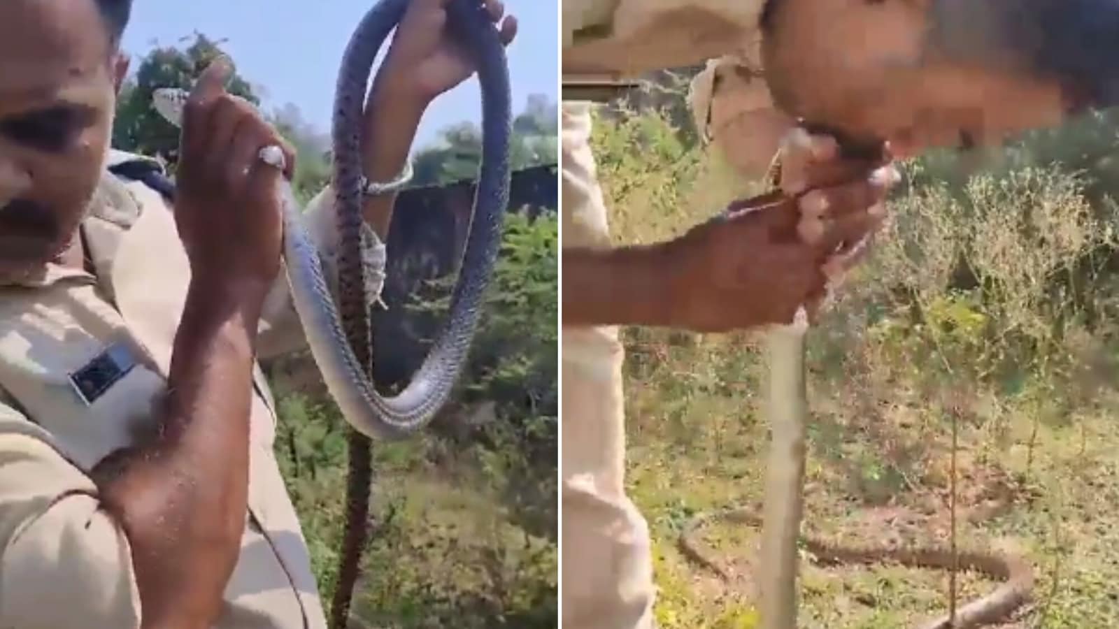 Cop performs CPR on unconscious snake to try and save its life