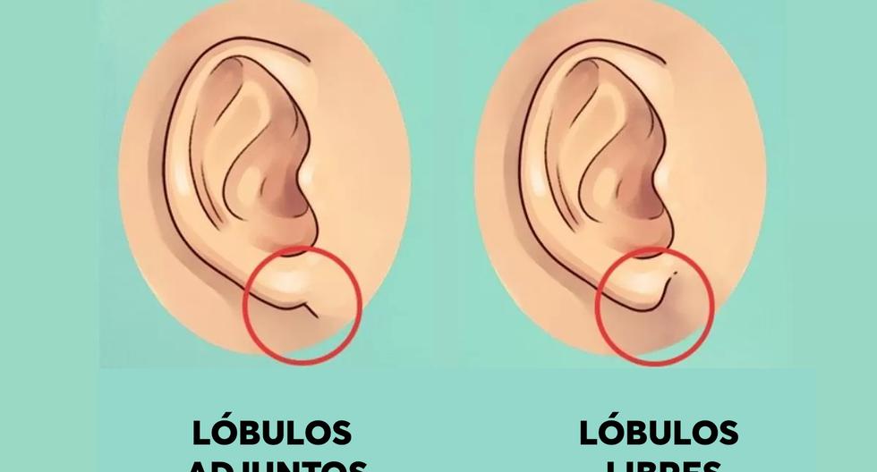 Discover how your ears can reveal the secrets of your personality