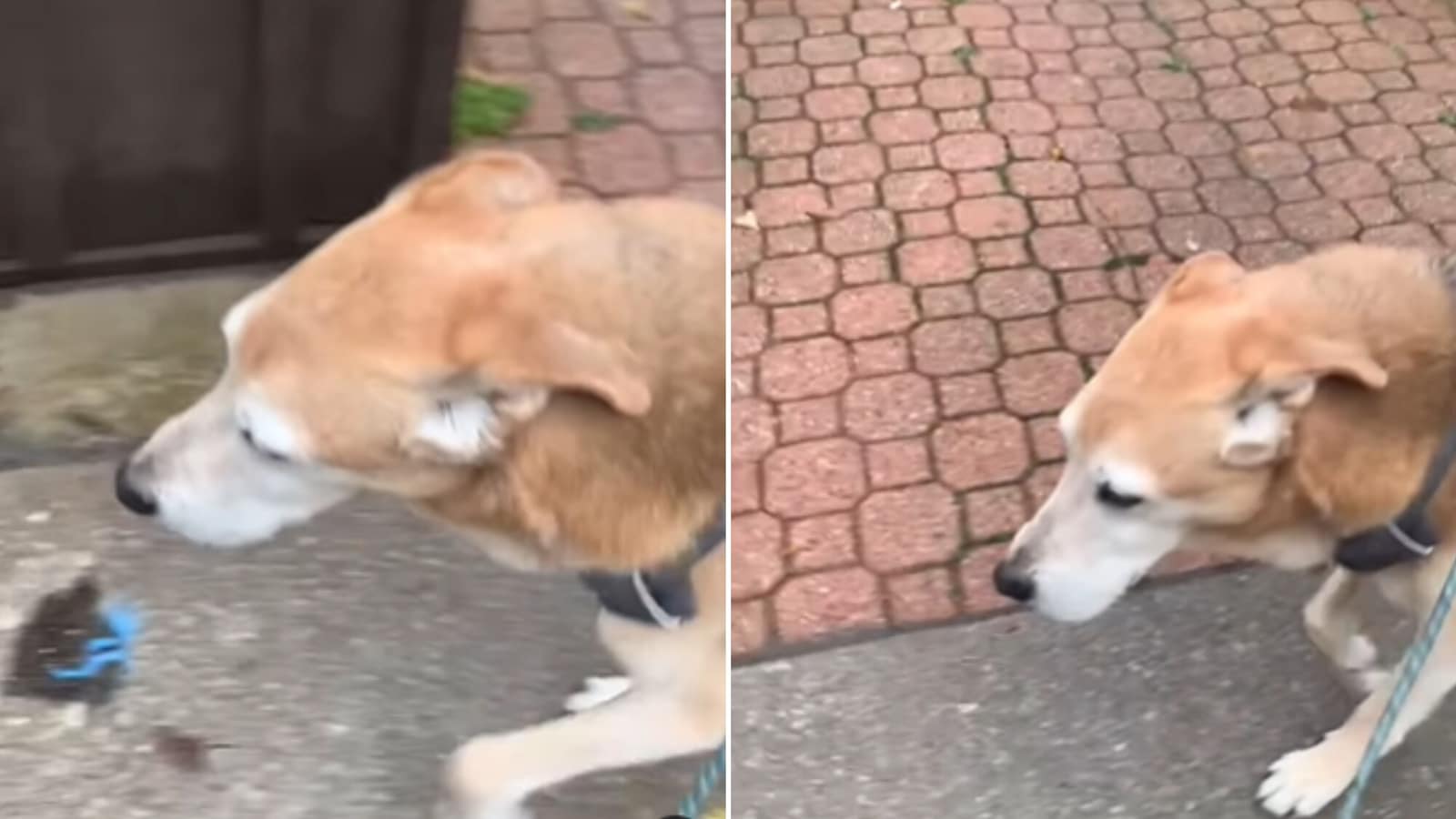 Dog fakes limp until pet mom takes him where he wants to go. Watch