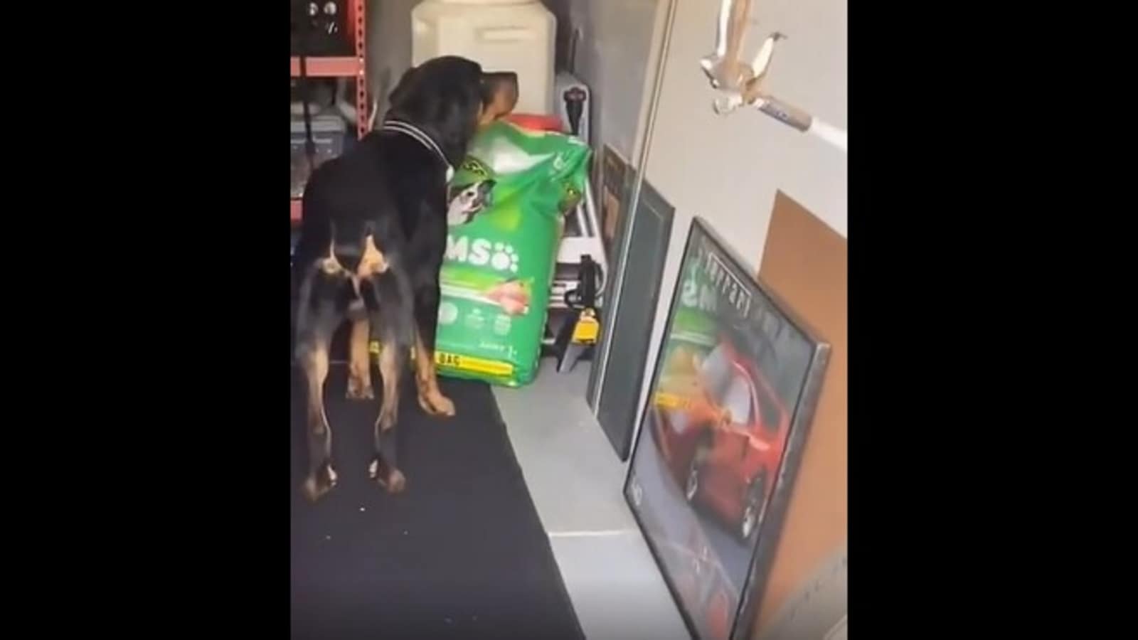 Dog hurriedly leaves crime scene after getting busted while stealing food. Watch