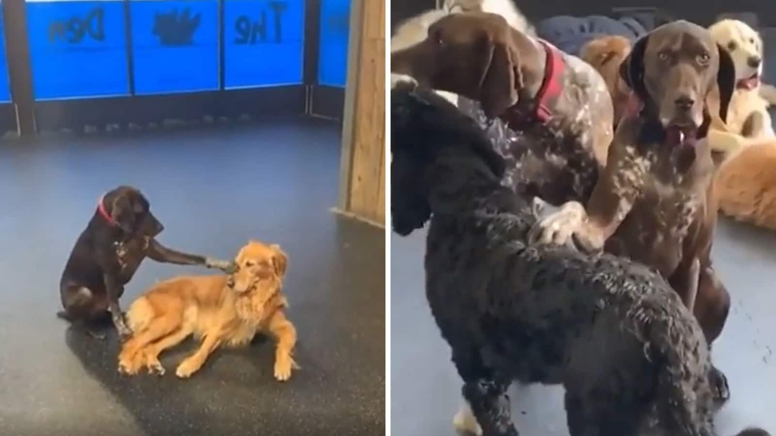 Dog loves petting other pooches at the daycare centre. Watch