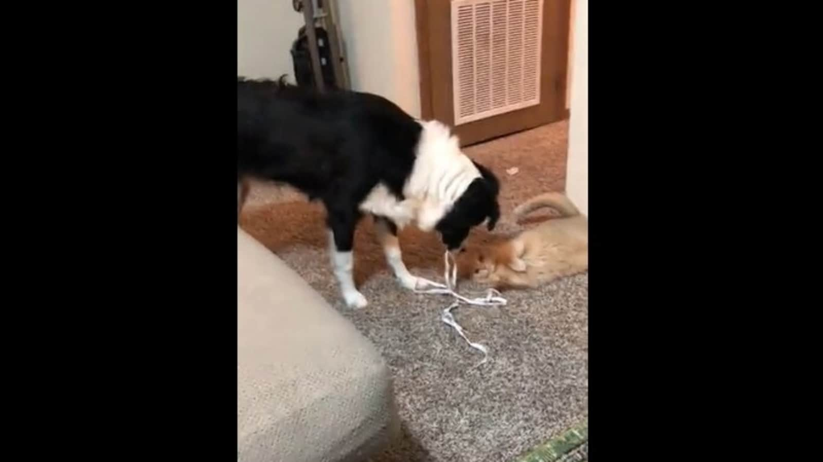 Dog observes how human plays with cat, employs same method to befriend kitty