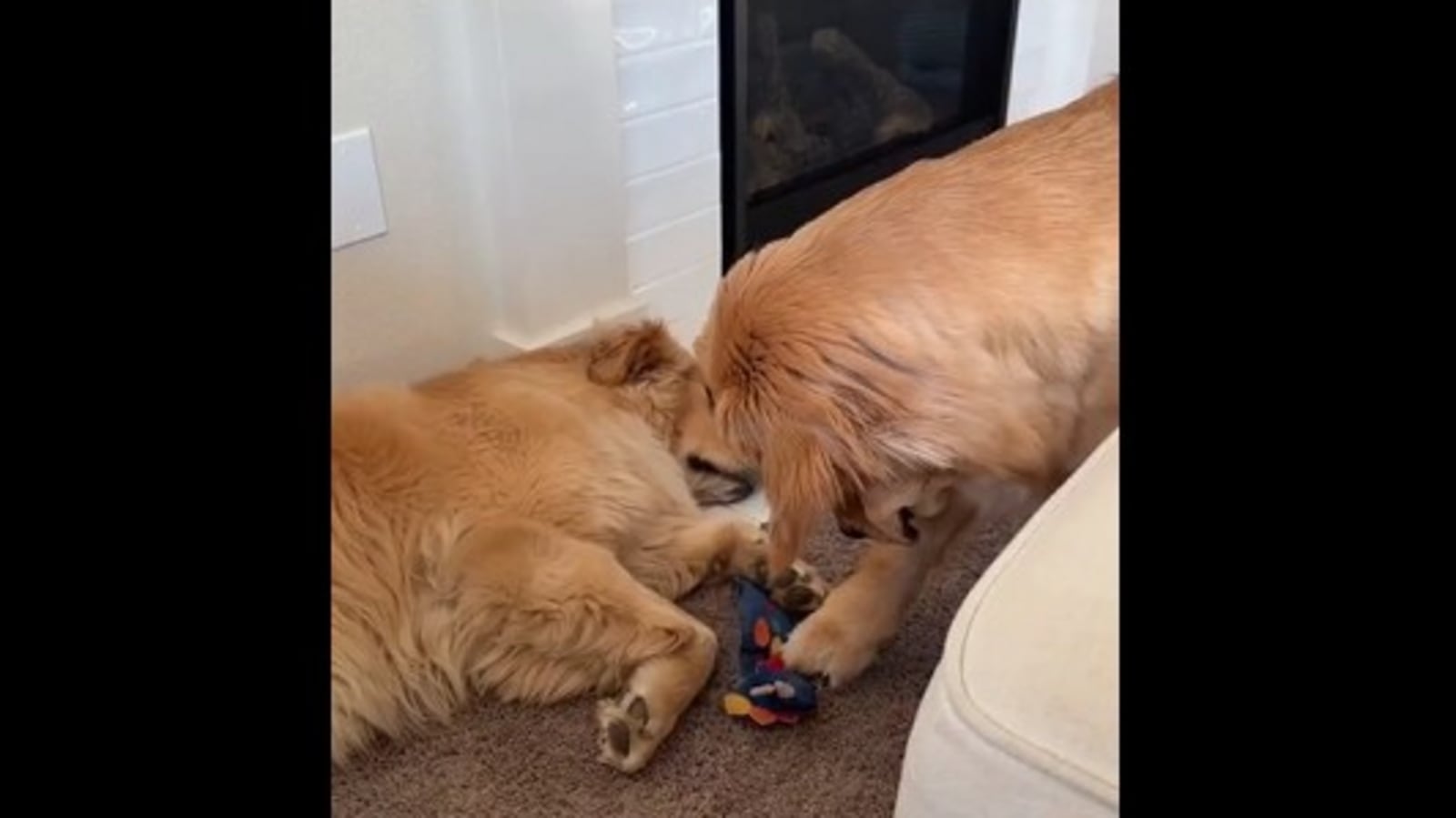 Dog pulls off ‘heist of the century' by stealing toy from sleeping friend