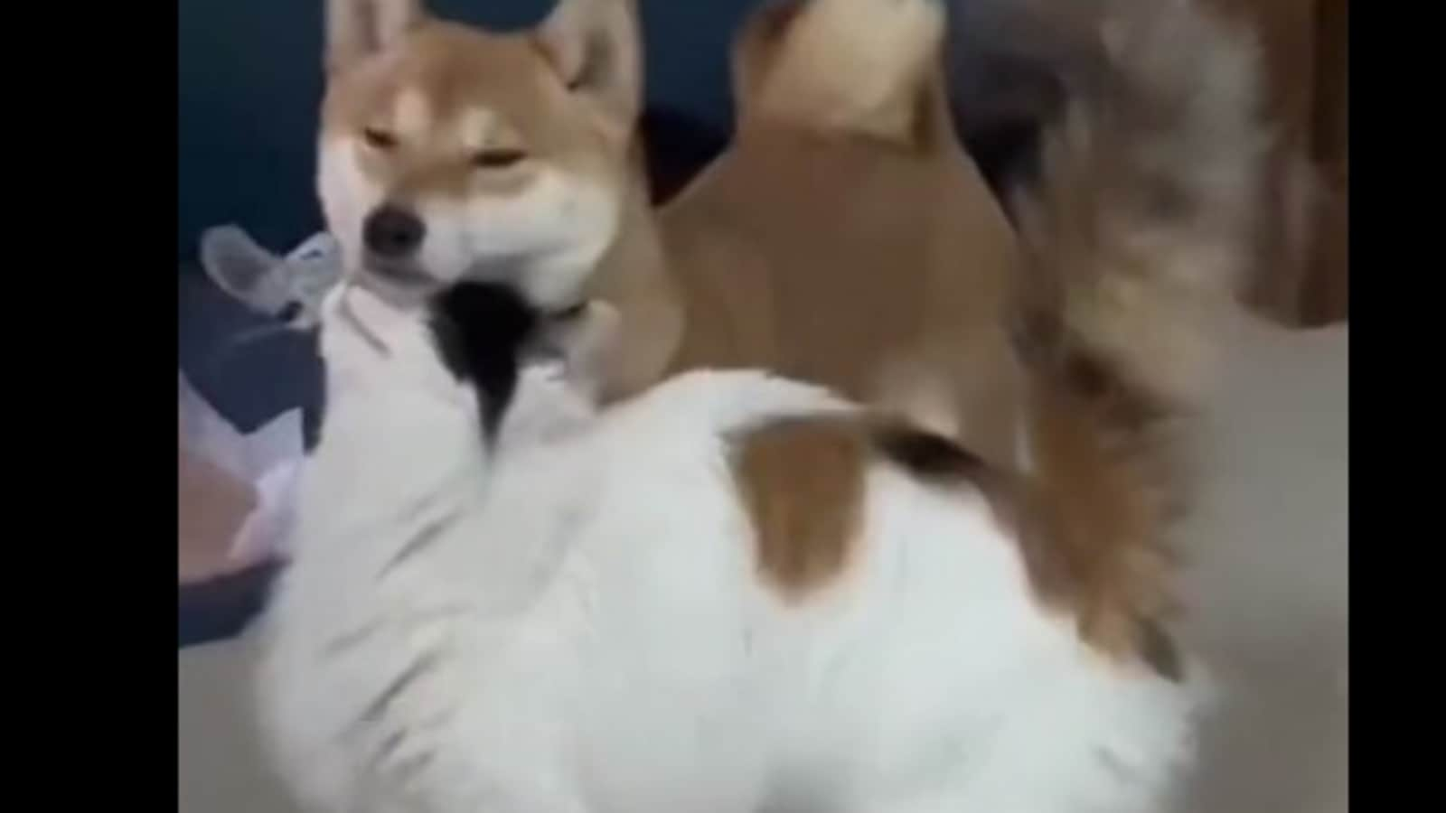 Dog receives unexpected hug from cat, gets baffled. Watch