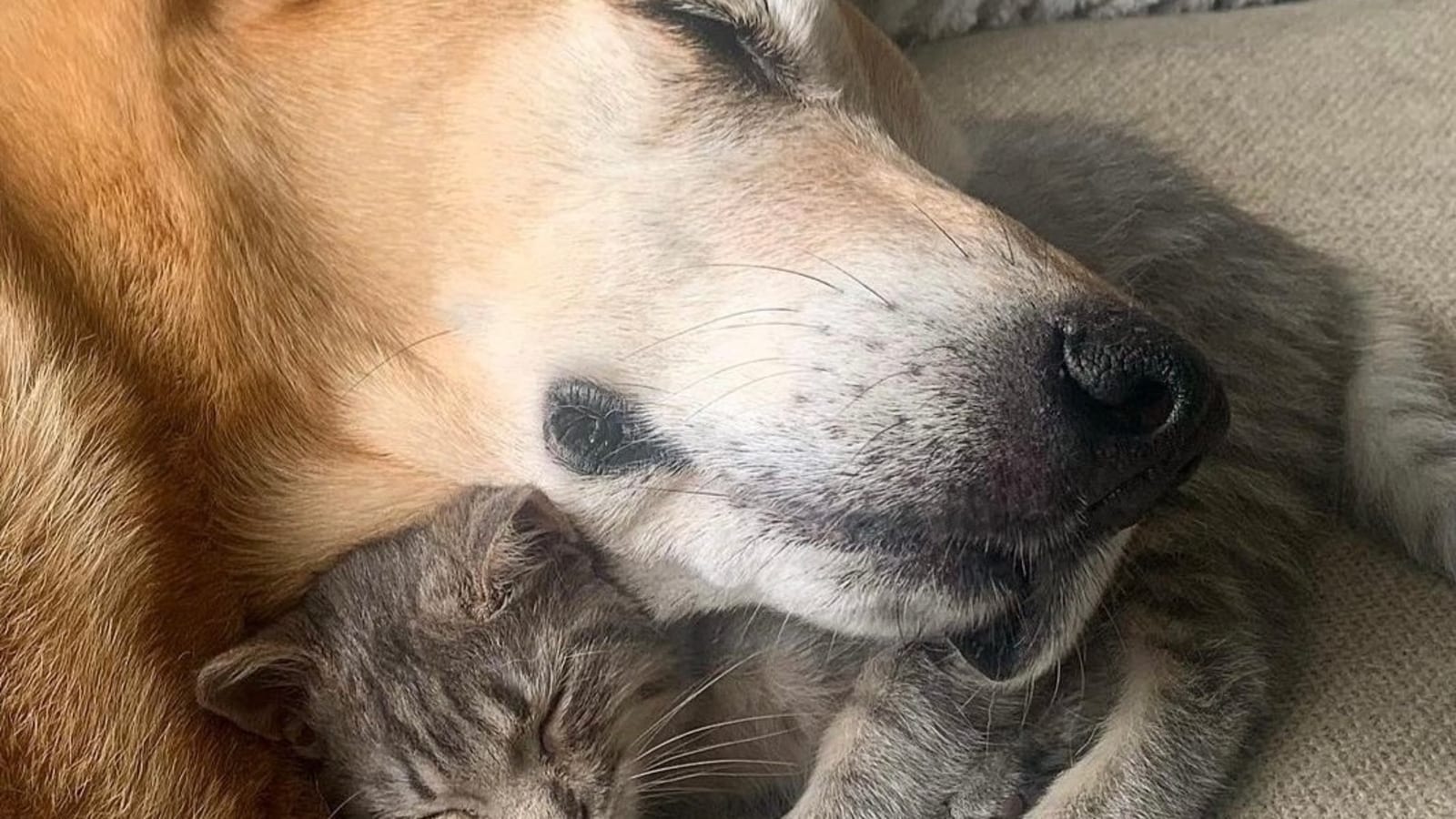 Dog saved from euthanasia becomes foster dad to over 150 cats in past 10 years