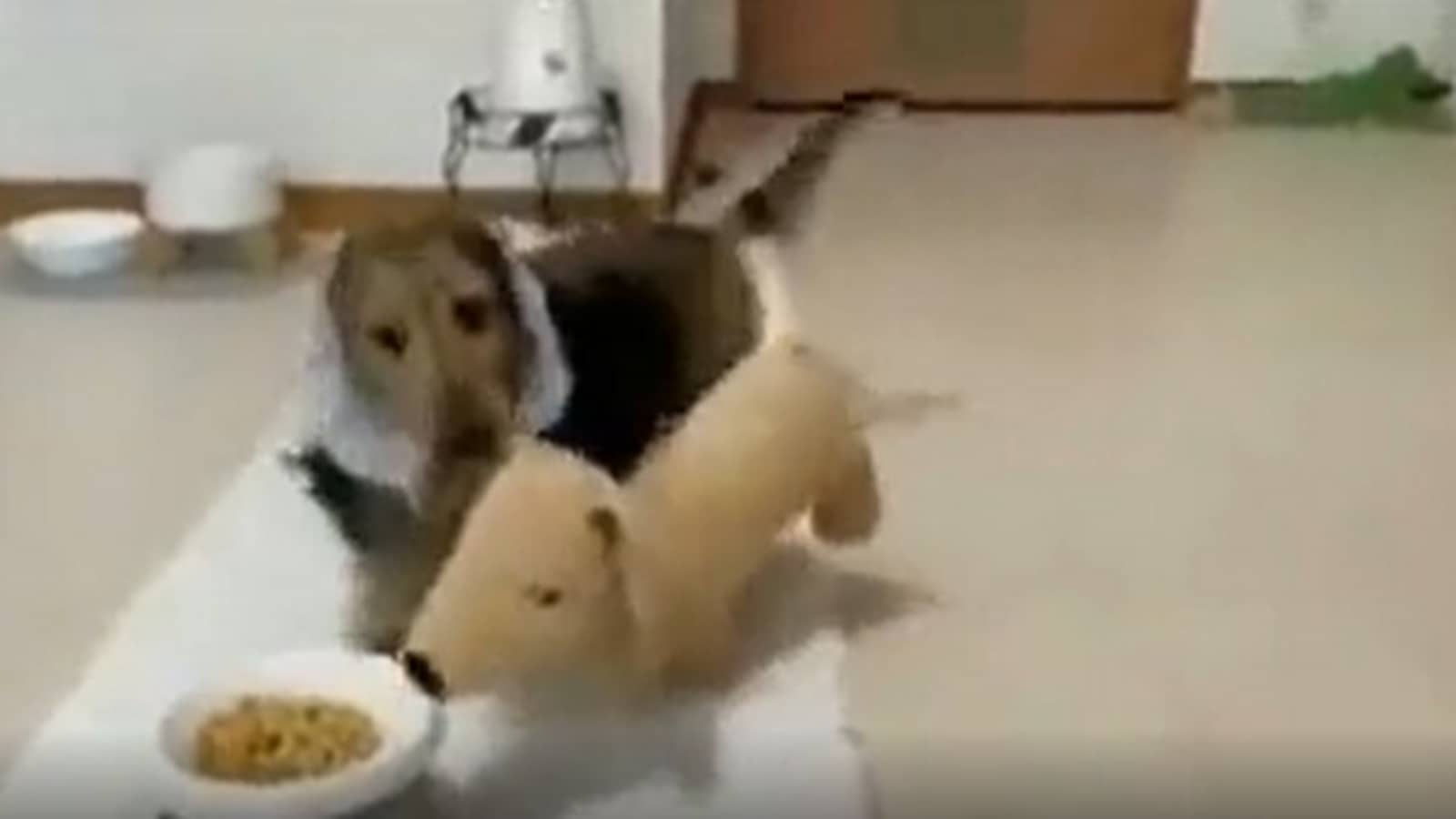 Dog ‘invites’ its stuffed toys to eat together. Watch