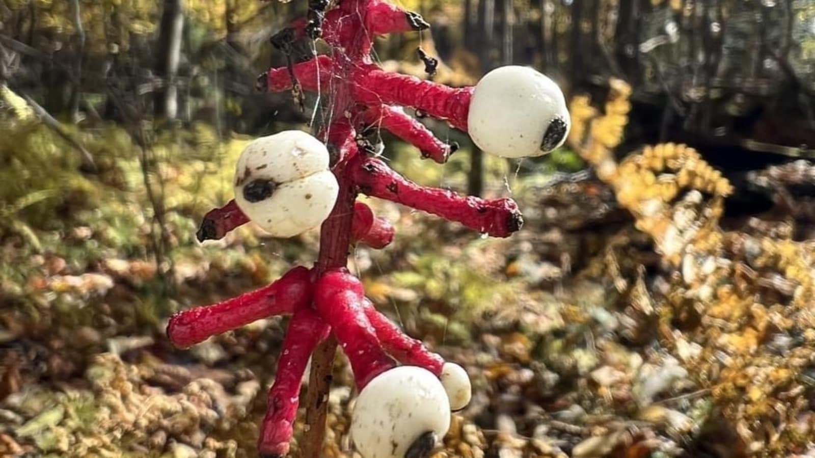 Doll’s Eyes: Pic of delirium-causing plant will give you creepy vibes