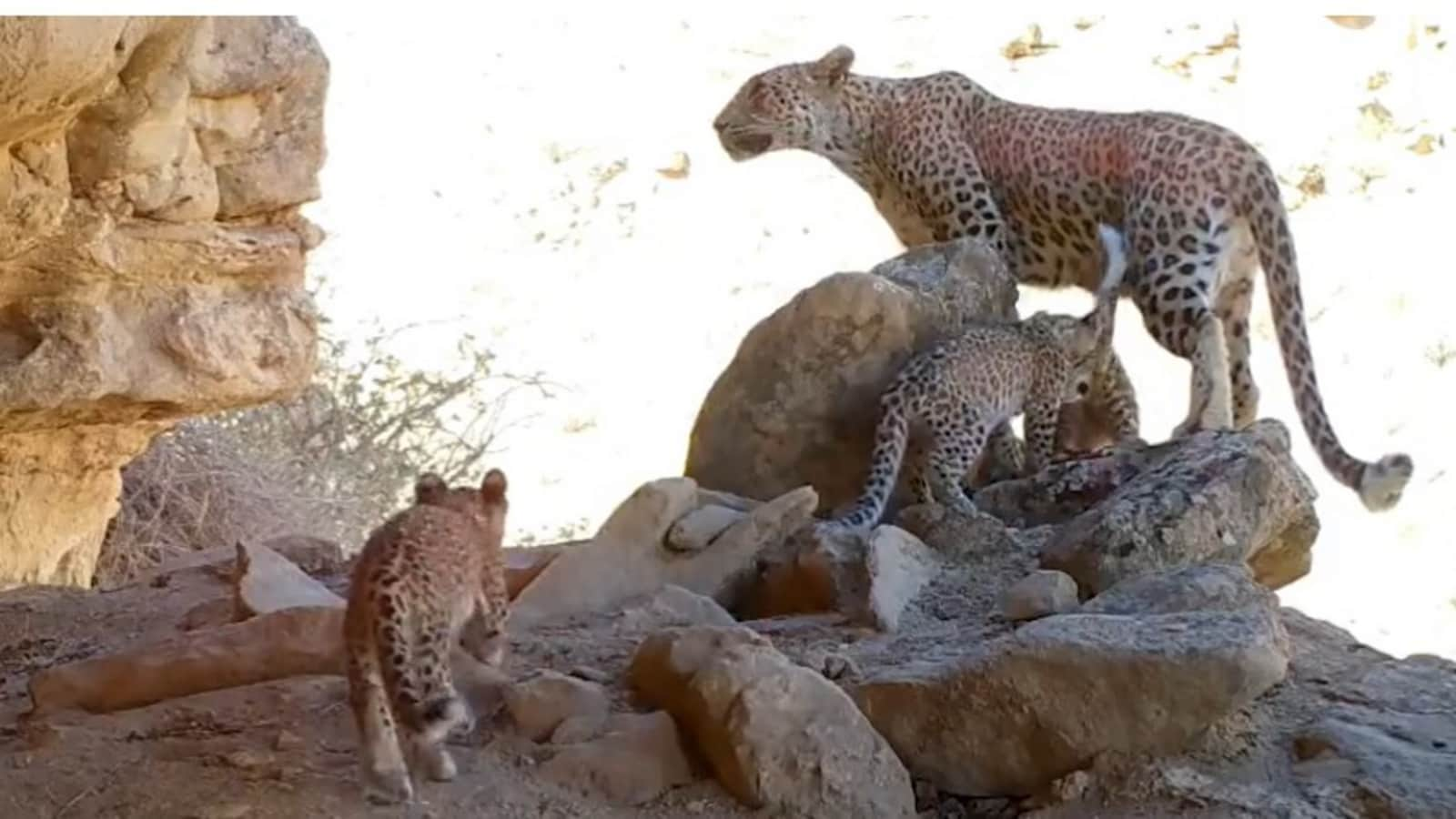 Endangered Persian leopards shot on trap camera. Watch incredible video