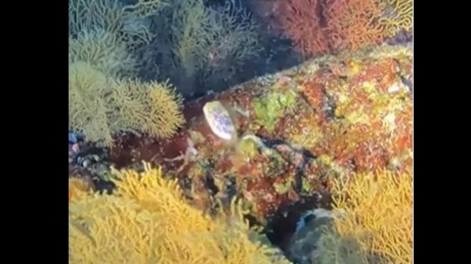 Extremely rare Leopard Toby fish spotted in Australian waters. Watch