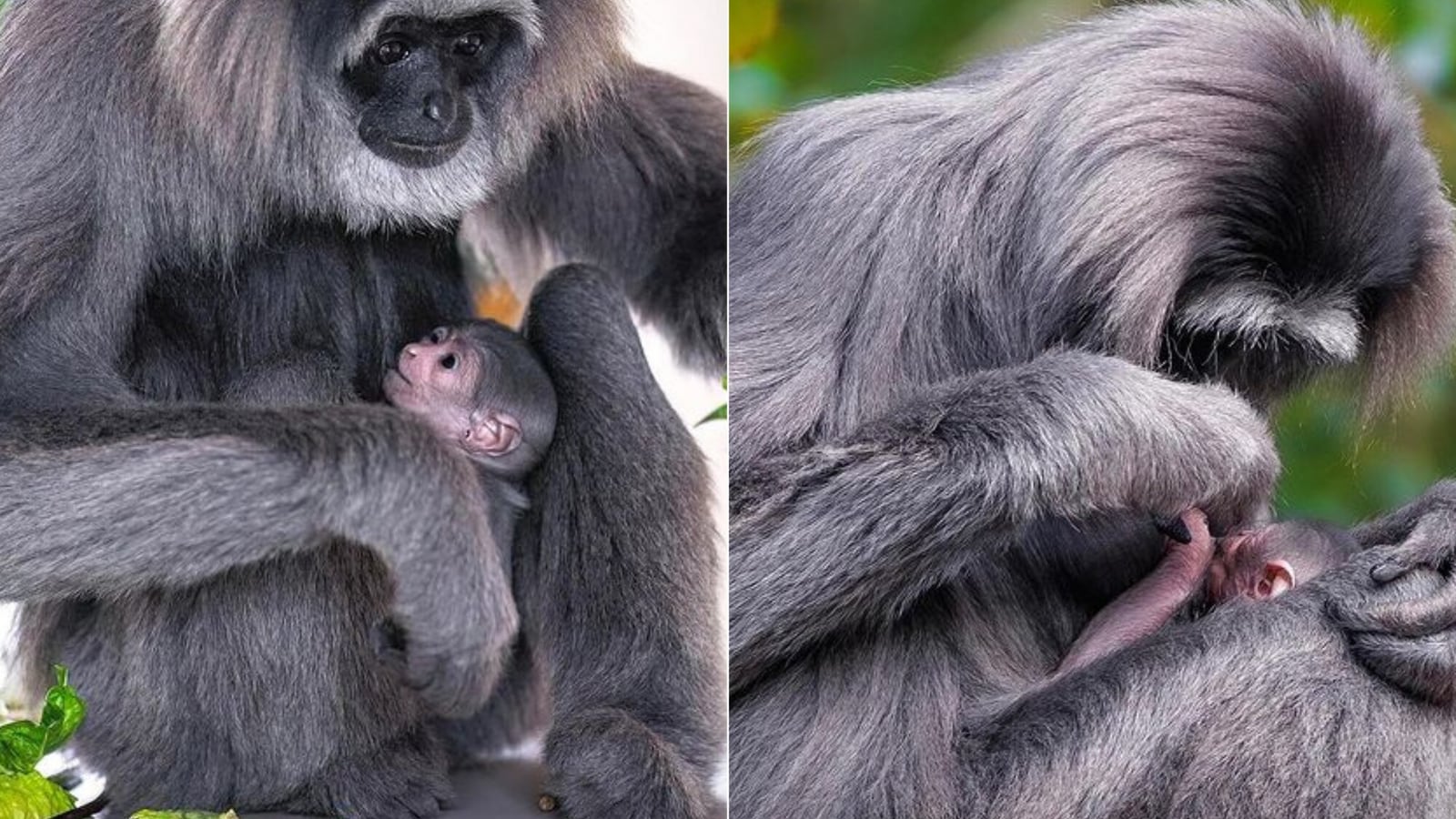 Extremely rare newborn silvery gibbon clings to mom in adorable pics