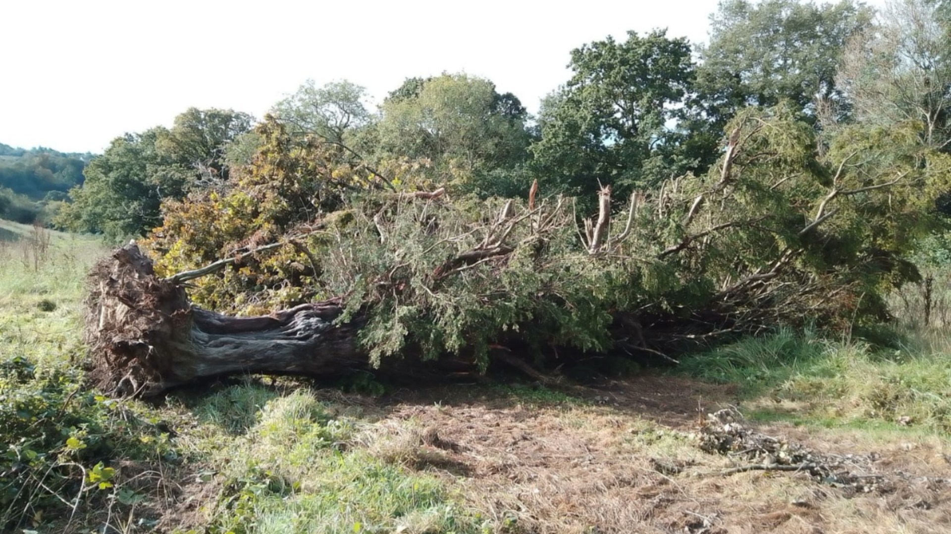 Fury as 1,000-year-old yew tree that witnessed the Battle of Hastings is felled after Sycamore Gap scandal