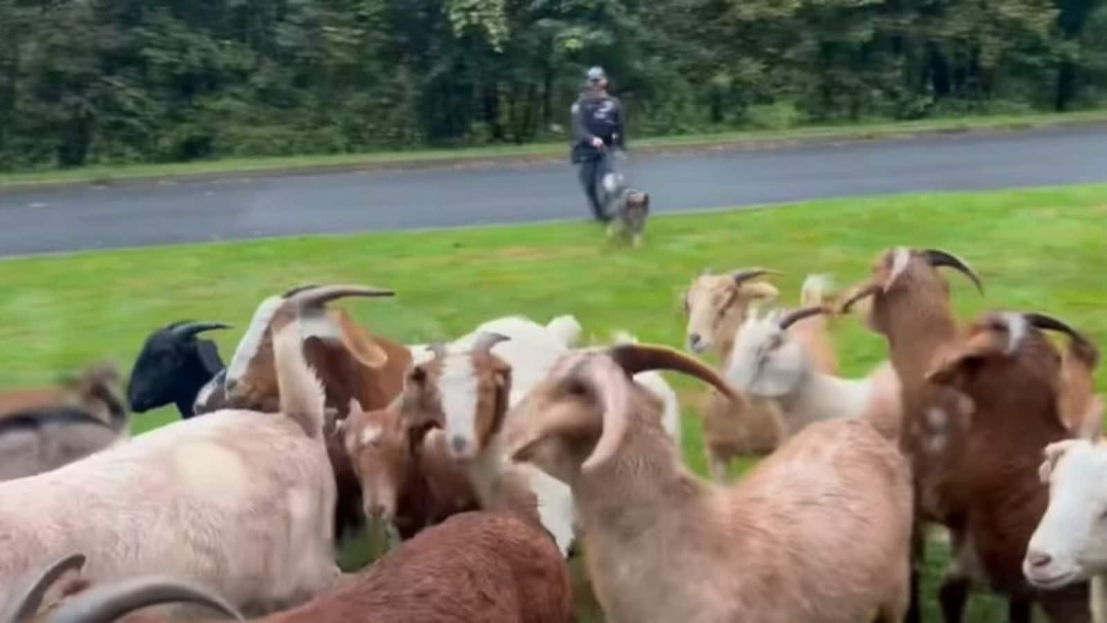 German Shepherd K9 helps cop round up 30 goats in New York street. Watch