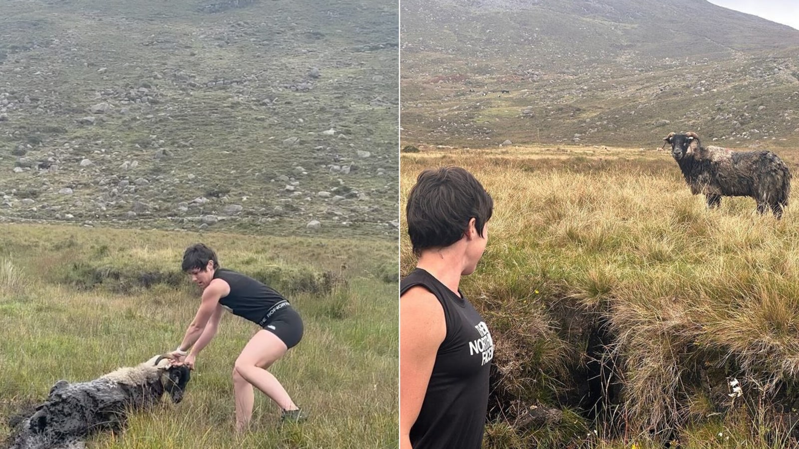 Hiker uses all her might to rescue sheep submerged in a bog. Watch