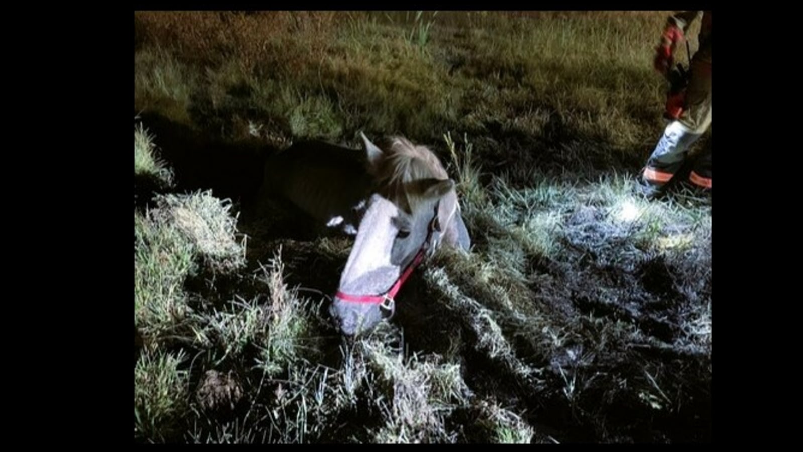 Horse who was about to sink in a bog, rescued