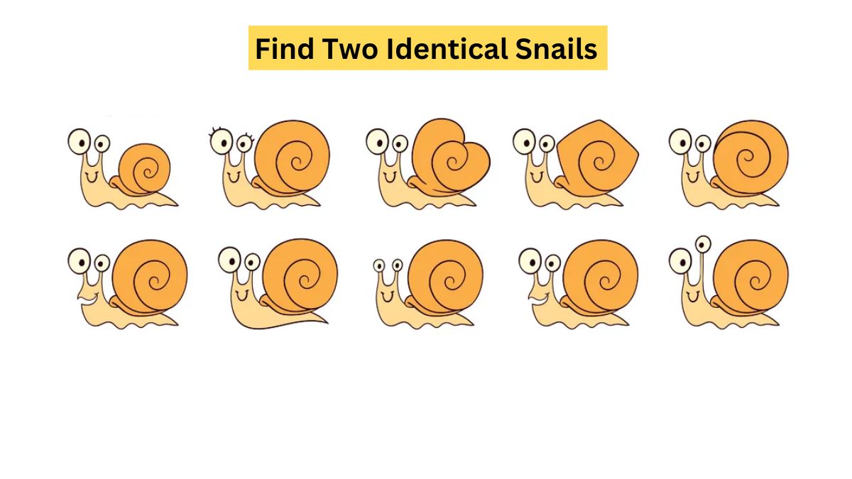 Find two identical snails.