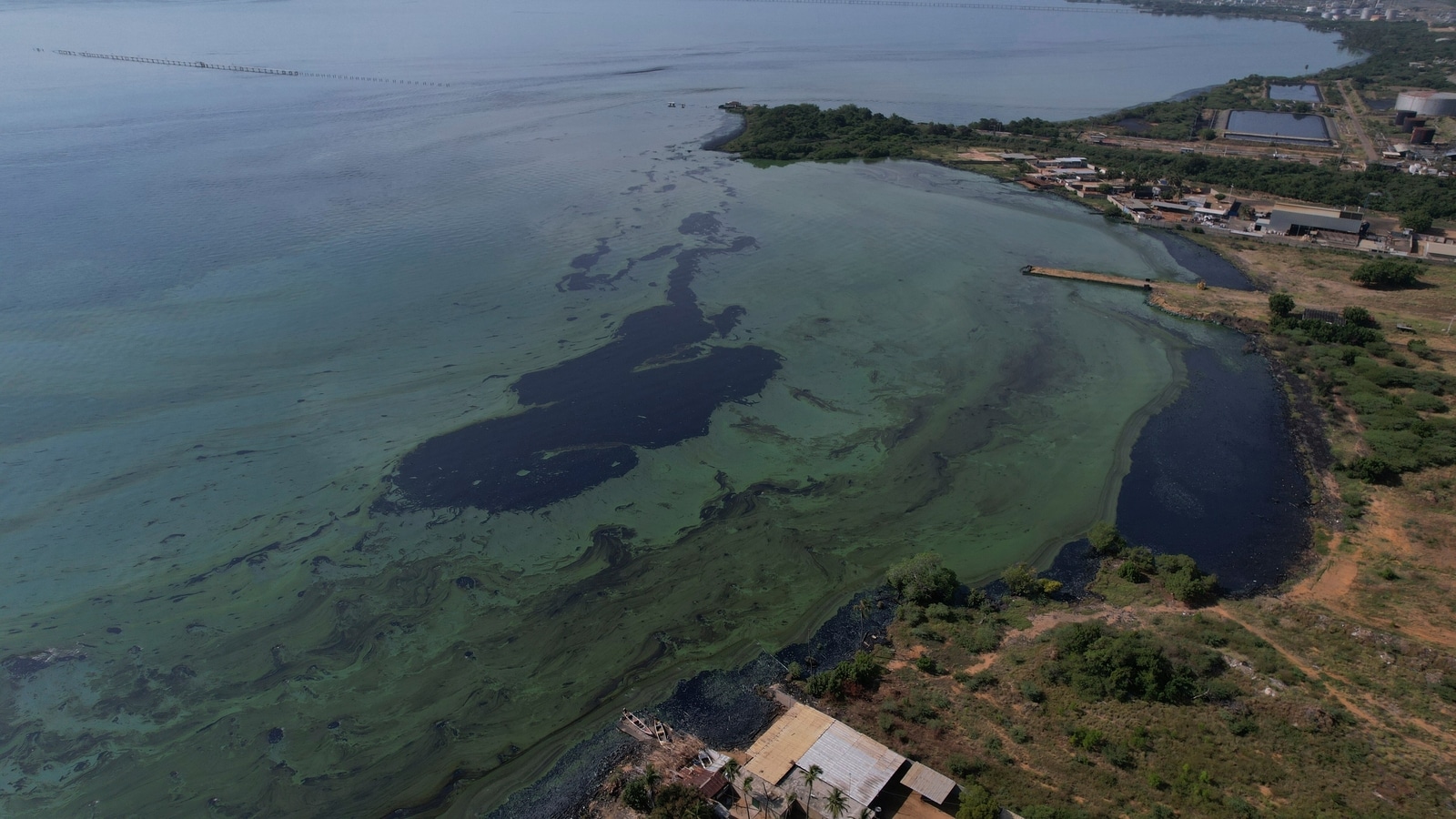 Humans and dogs donate hair to combat massive oil spill in Venezuela