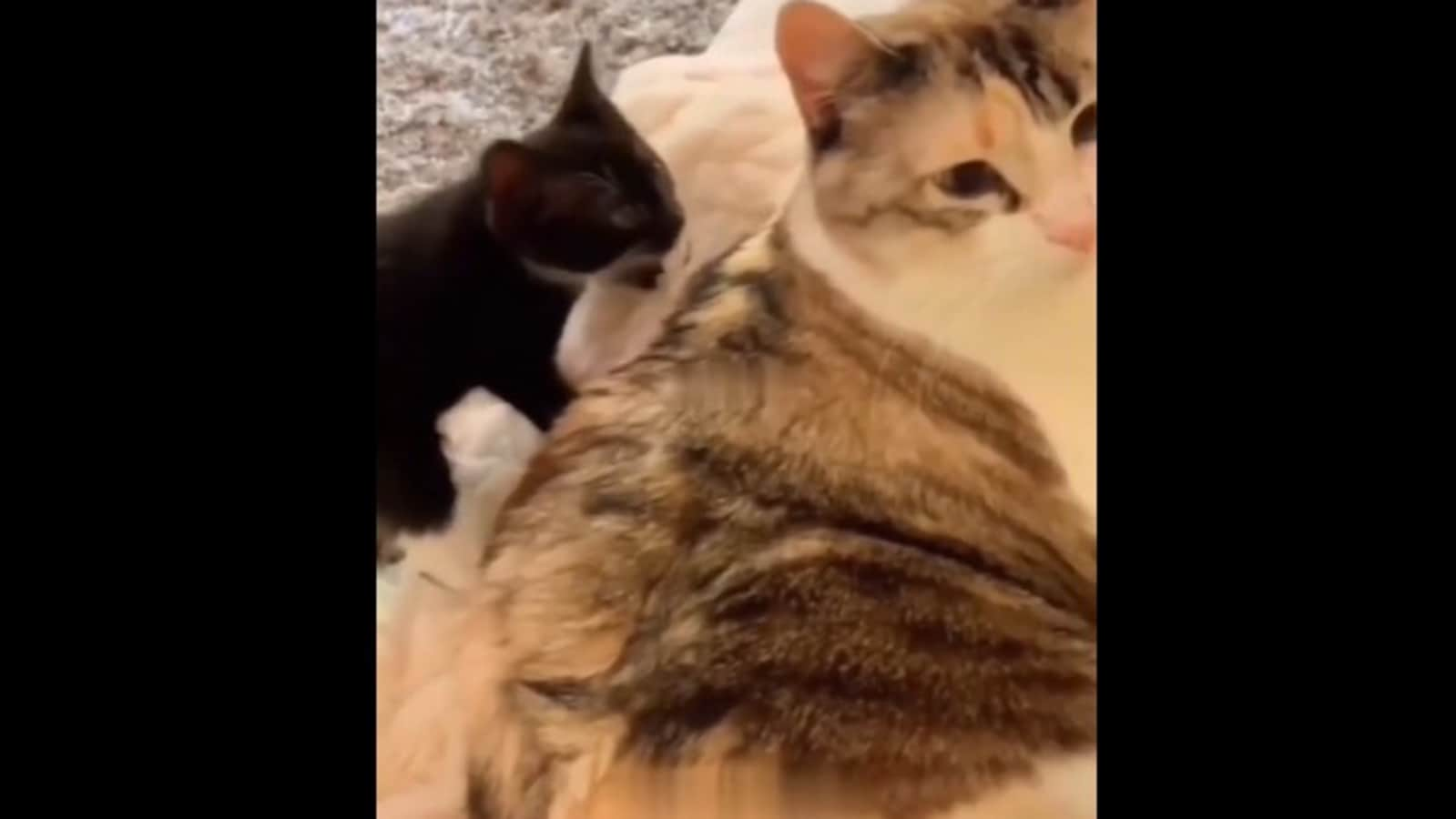 Kitten gets a taste of instant karma after smacking cat without any reason