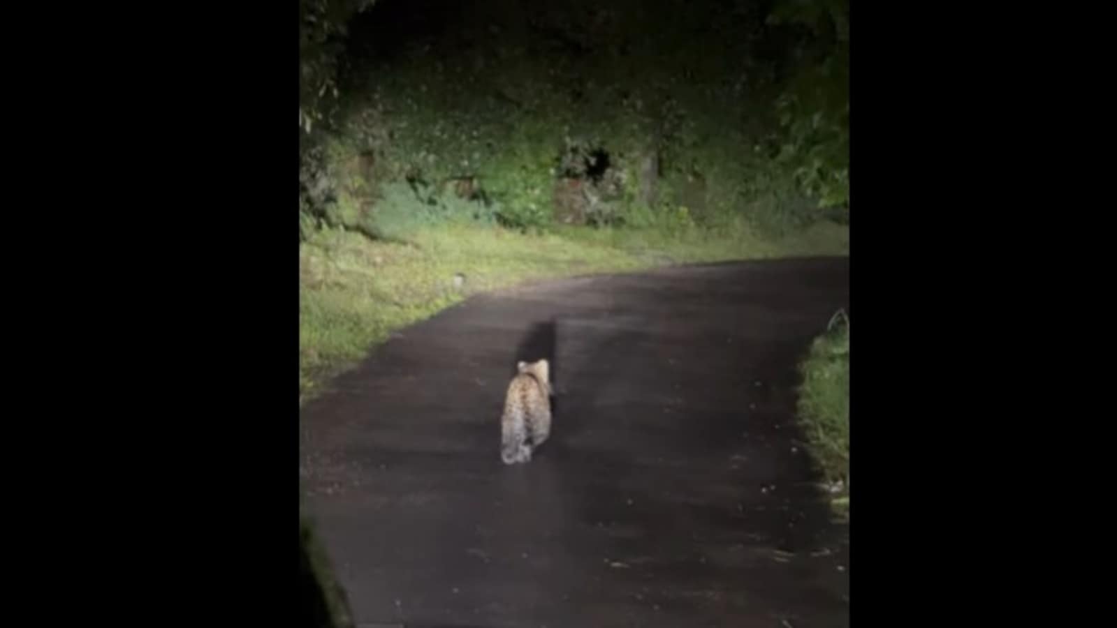 Leopard cub takes a walk on the empty roads of Nainital. Watch