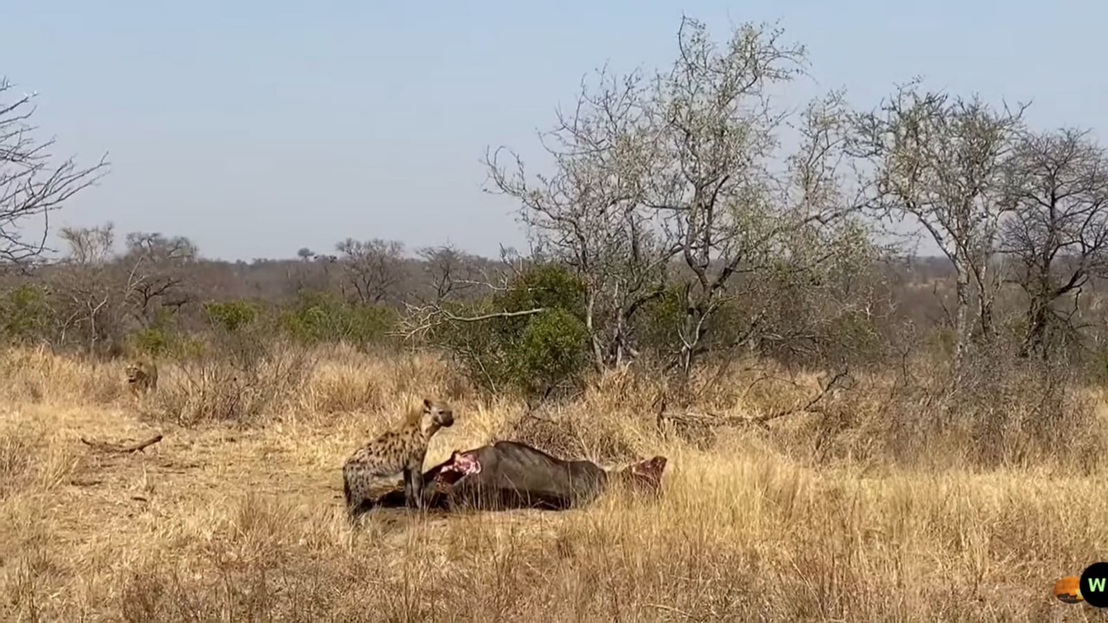 Lion sneaks up on a hyena eating its meal. Watch