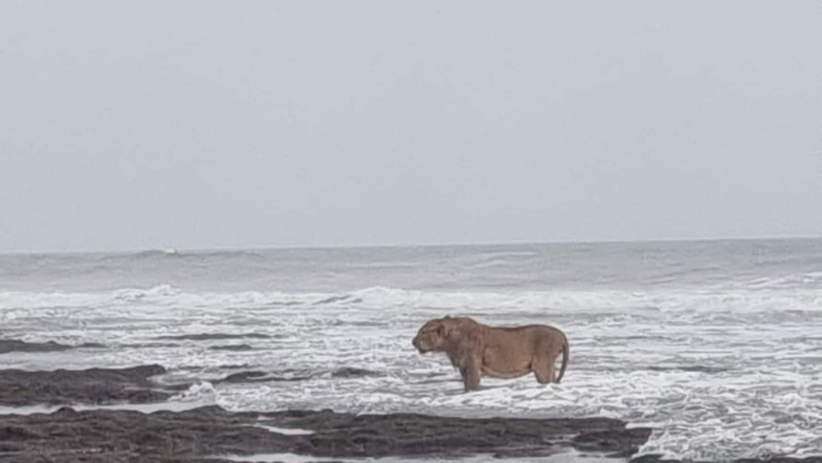 Lion ‘enjoying tides’ at Arabian Sea coast in Gujarat looks like a scene from Narnia