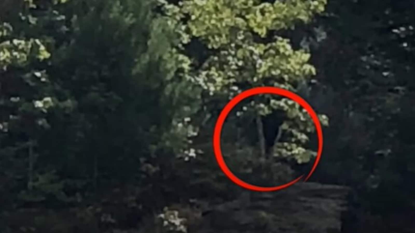 Man records unidentified creature, howl-like sound. Claims its Bigfoot