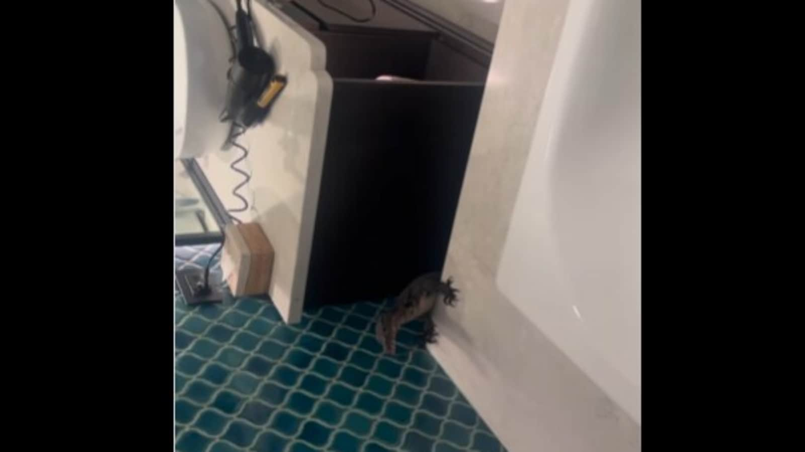 Massive lizard hidden inside hotel bathroom shocks guests. Watch