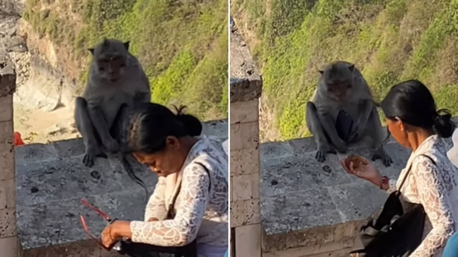 Monkey negotiates with woman, takes food to return her phone