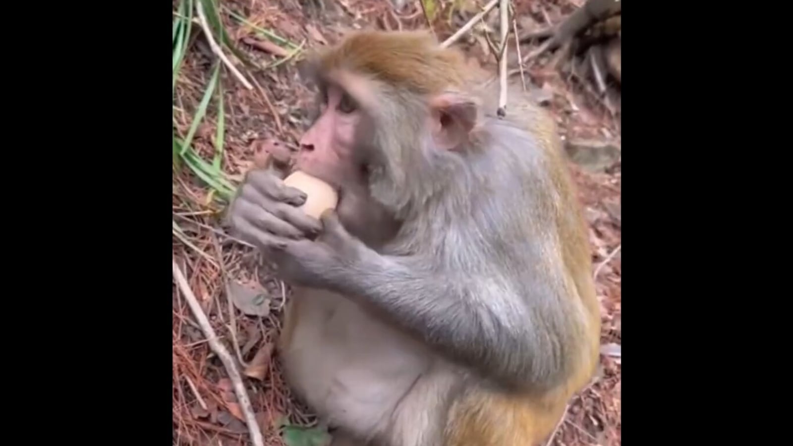 Monkey skillfully peels hard-boiled egg, impresses netizens