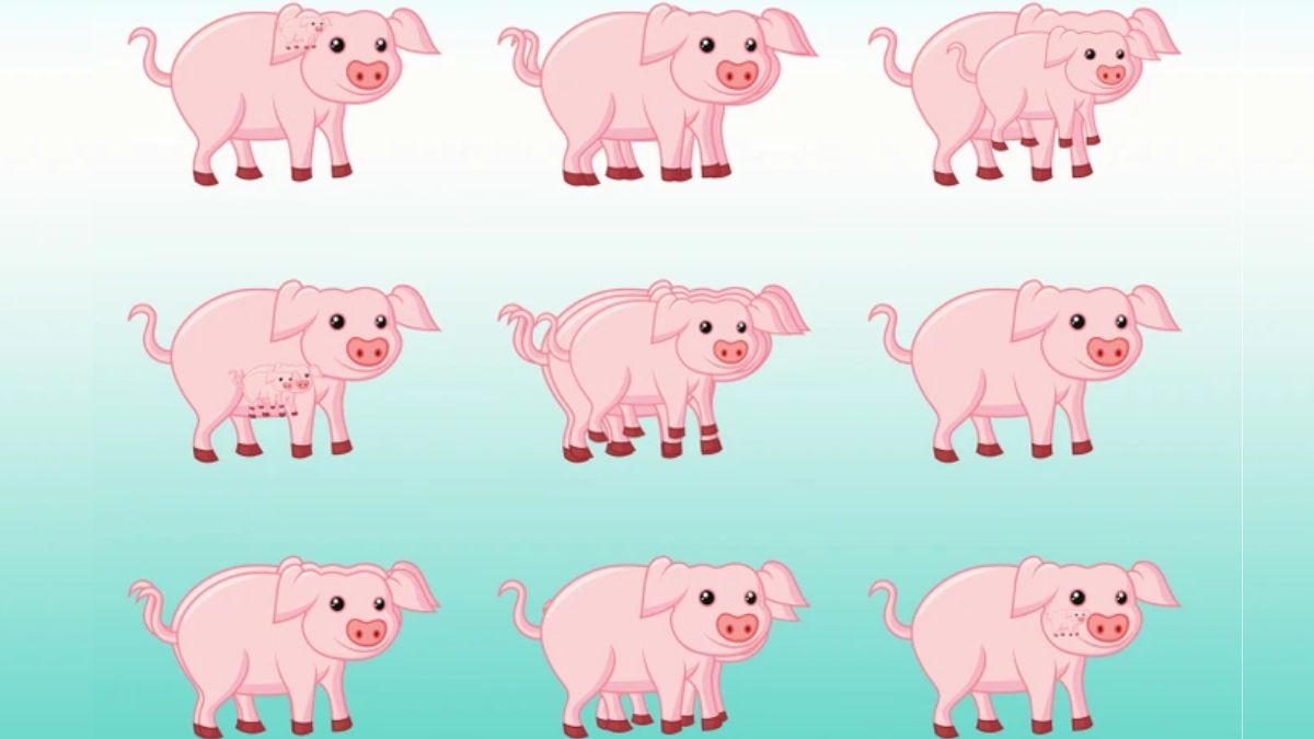 How Many Pigs Do You See In The Picture Within 15 secs?