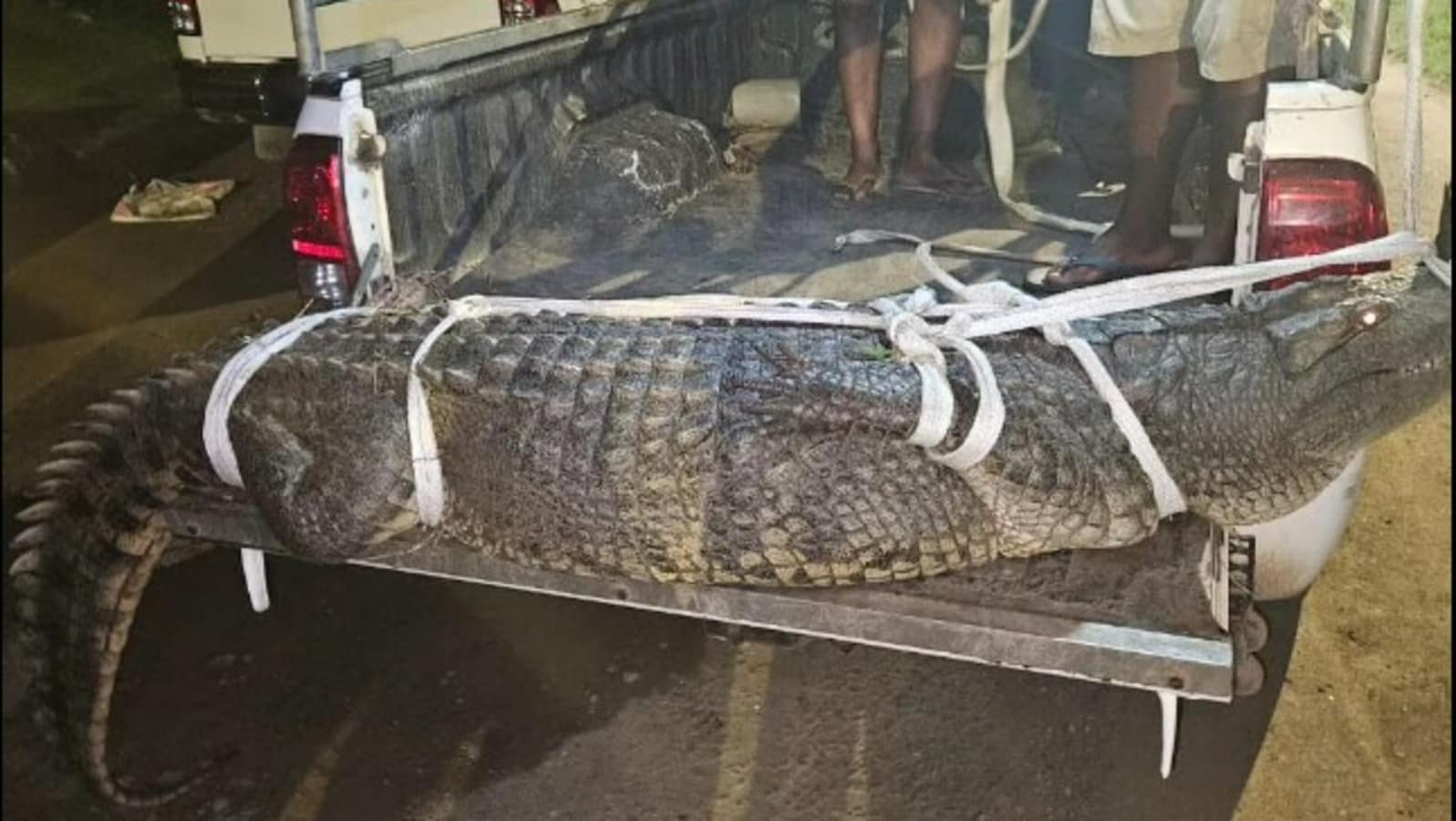 Nearly 11-foot crocodile pays visit to police in South Africa