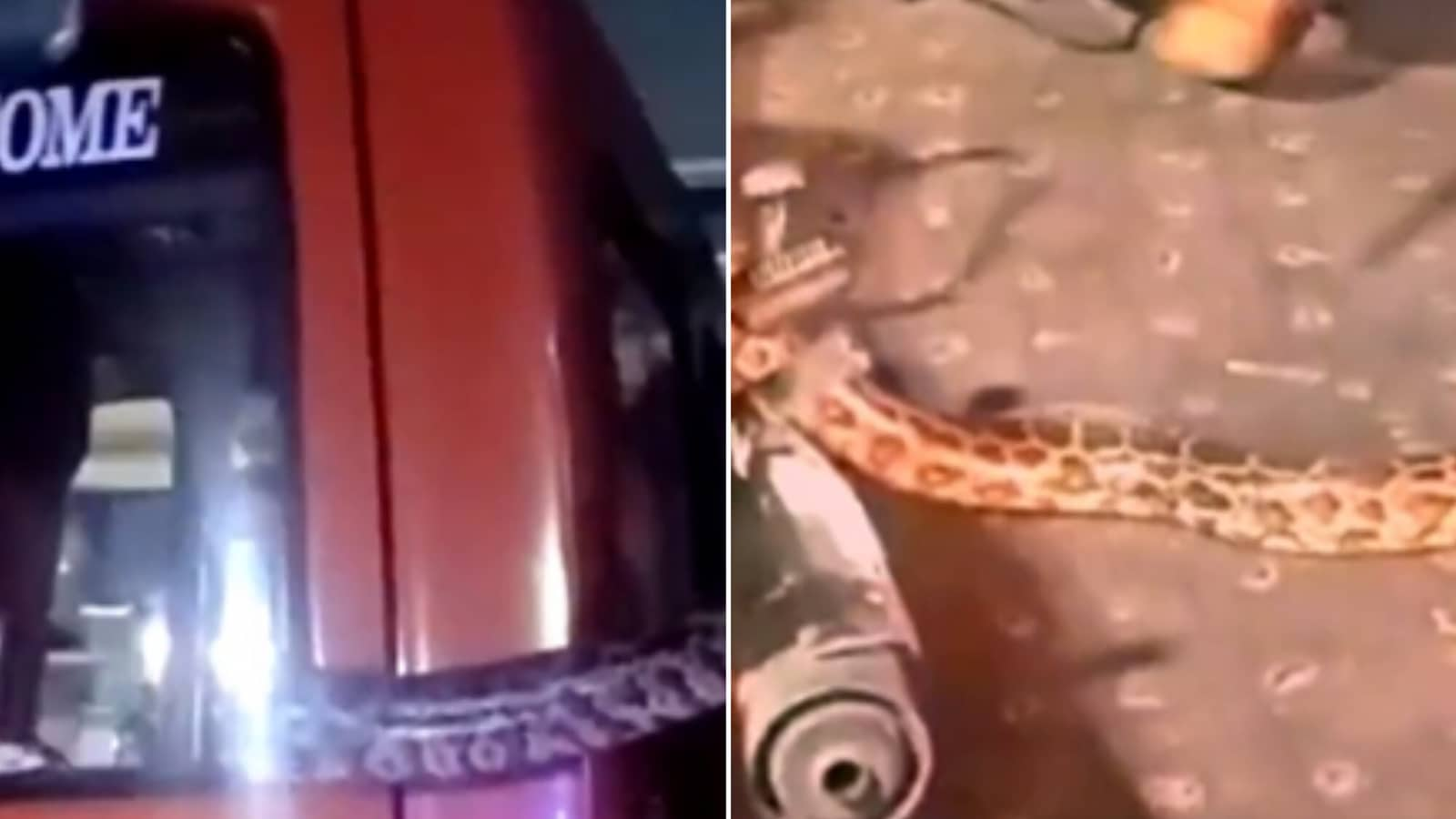 Noida cop safely rescues 8-foot-long python that slithered into a truck. Watch