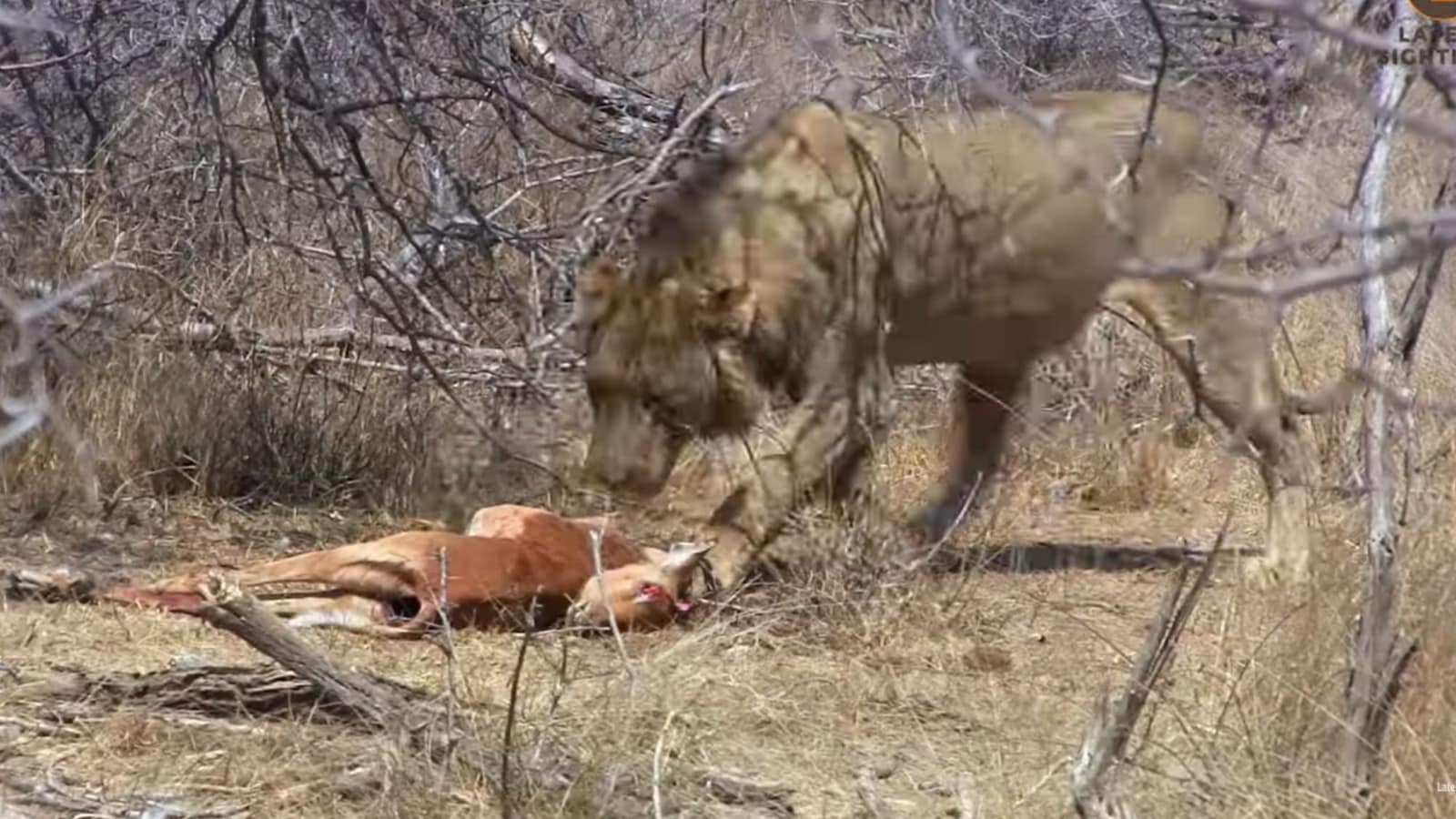 Old lion outsmarts young one in dramatic food heist. Watch