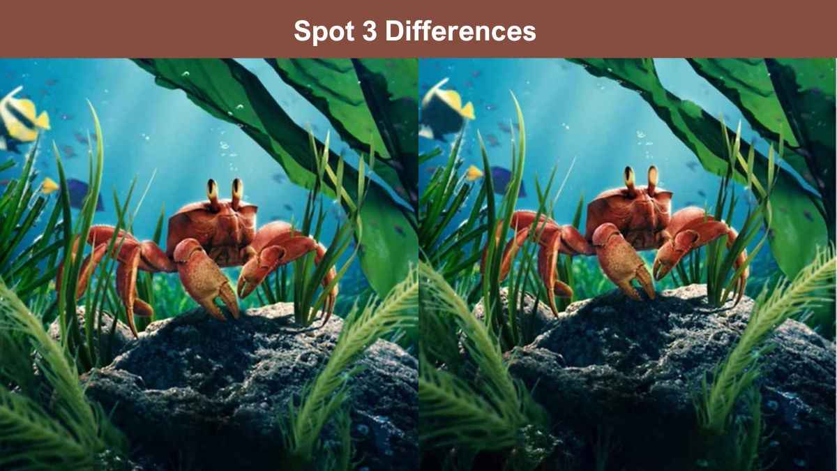 Spot 3 Differences in 9 Seconds