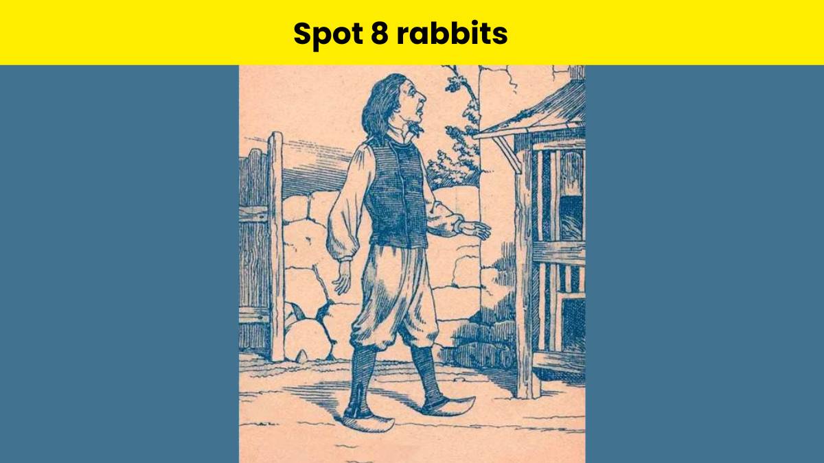 Can you spot 8 rabbits?