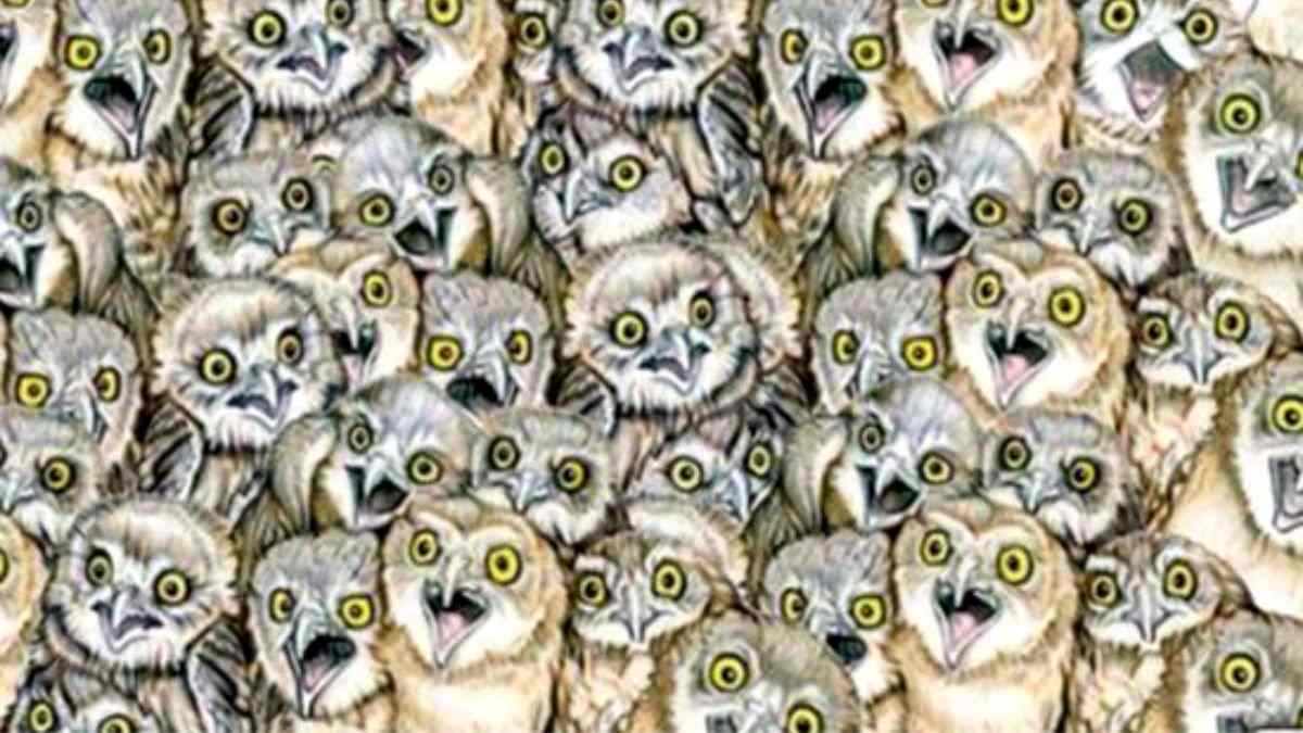 Can You Spot the Cat Hidden Inside Parliament of Owls in Picture within 7 Secs?