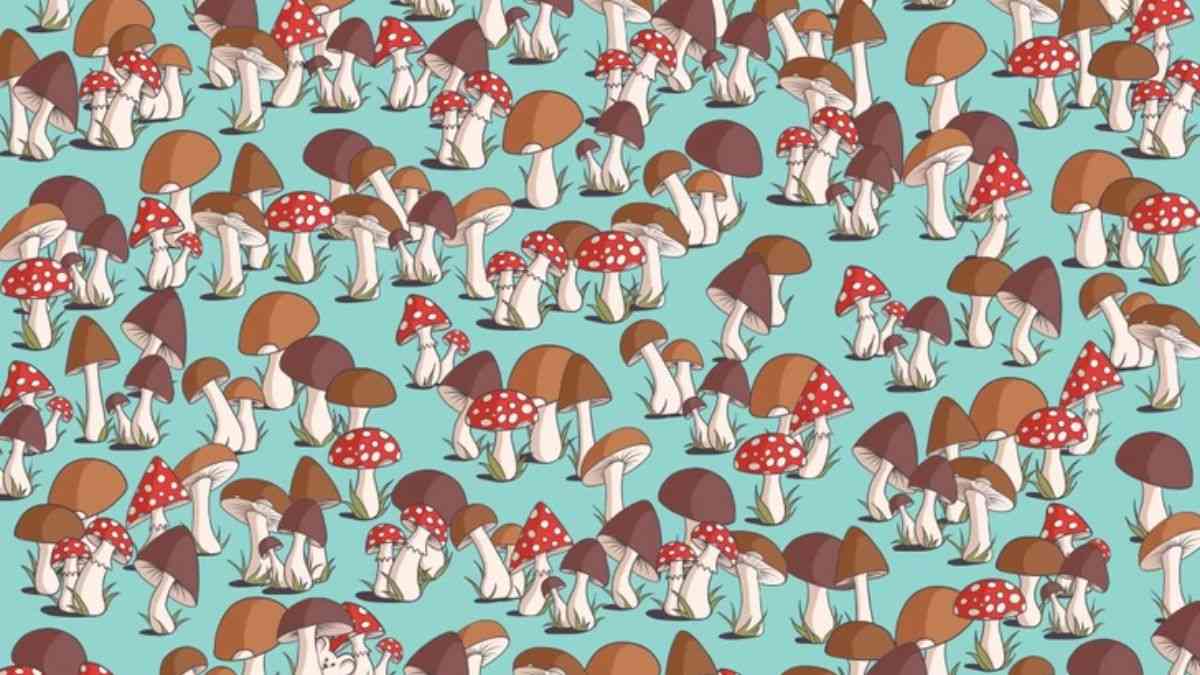 Can You Spot the Mouse Hidden Among Mushrooms in Picture within 15 Secs?