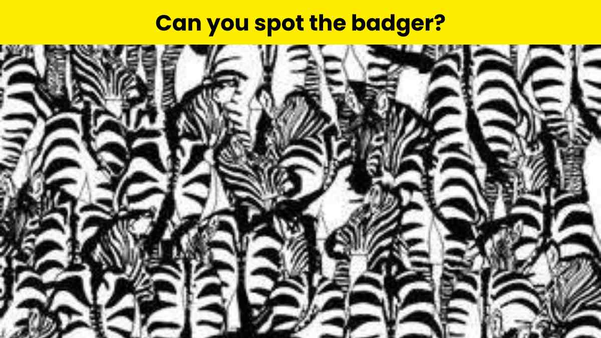 Can you spot the badger?