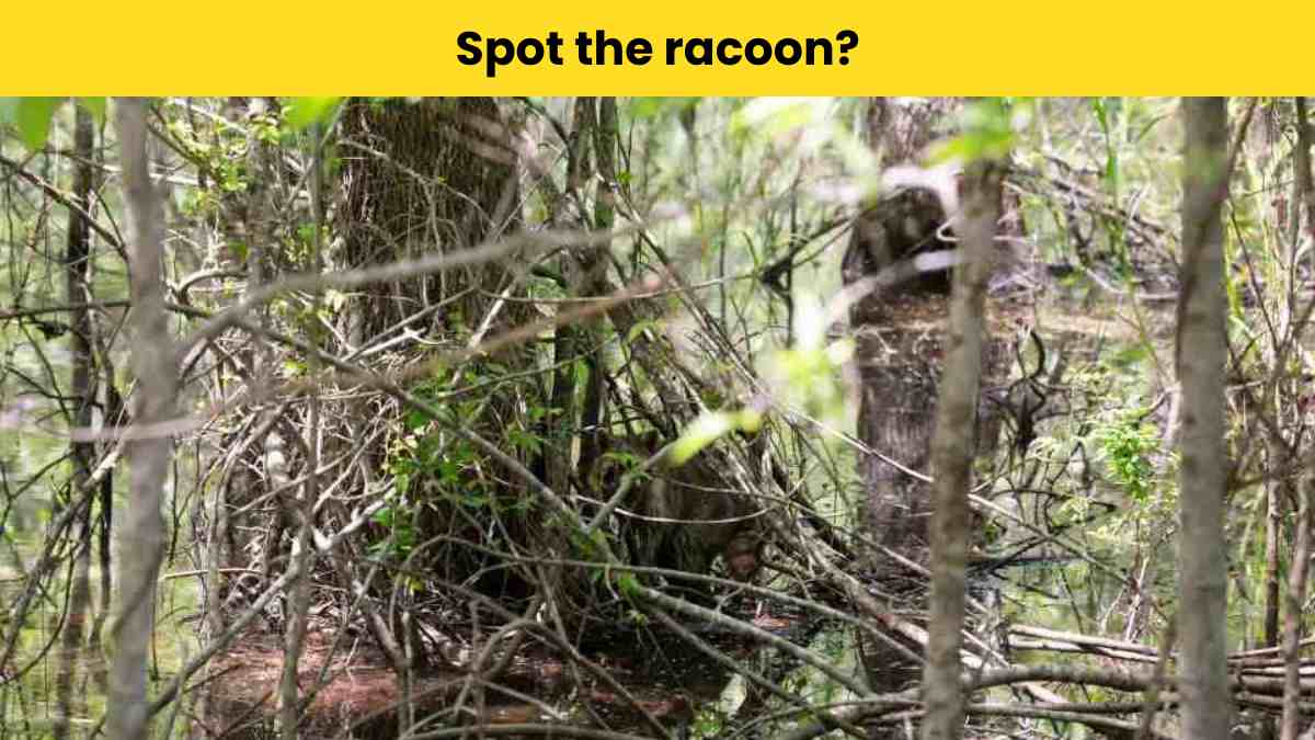 Can you spot the raccoon?