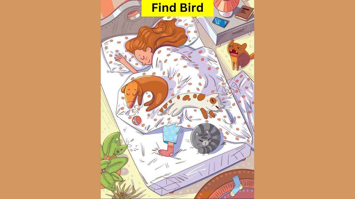 Find Bird in the Bedroom in 8 Seconds