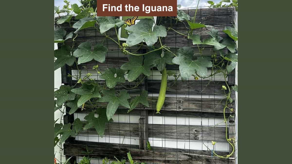 Find the iguana in the garden in 7 seconds