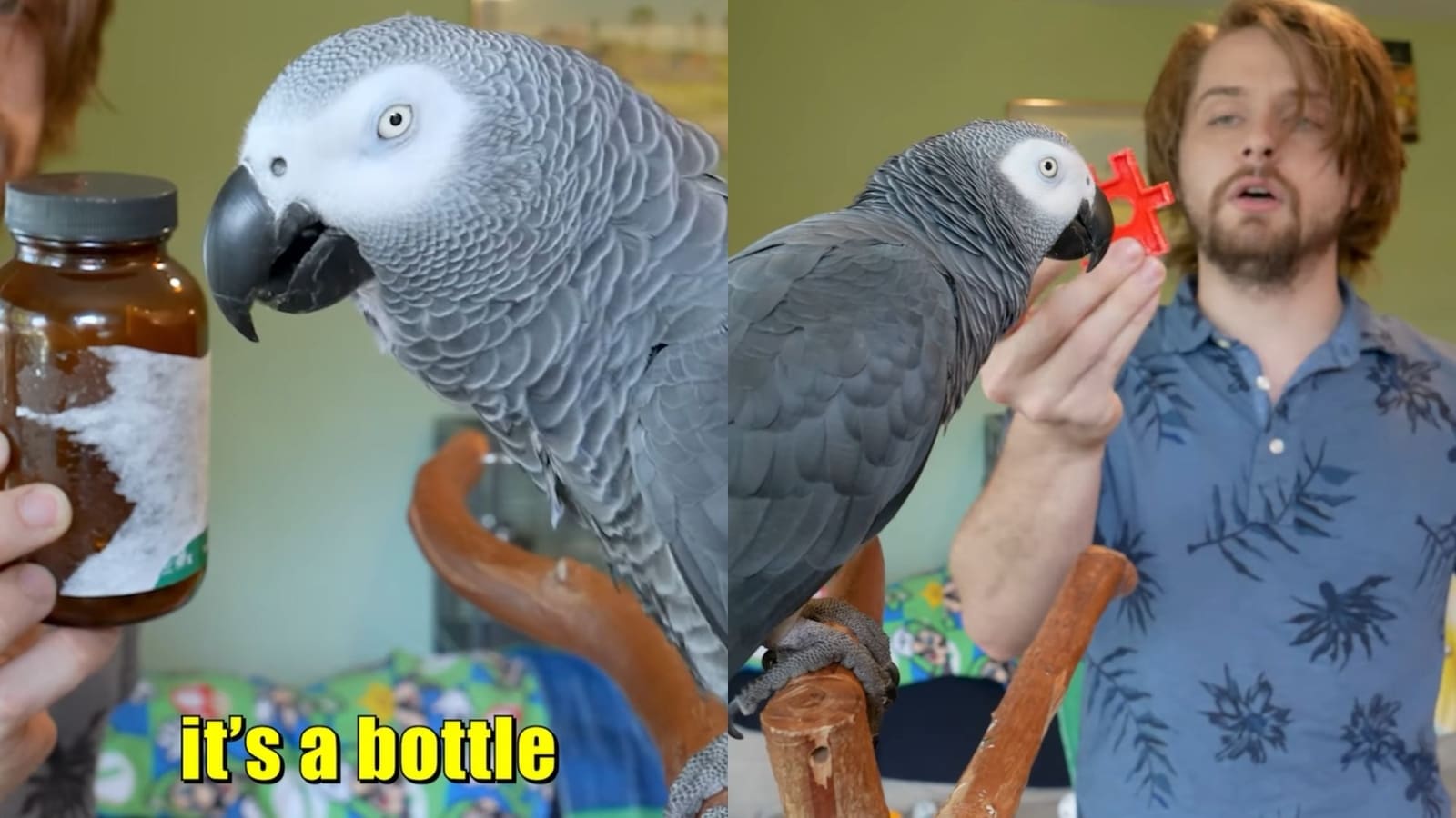 Parrot’s Q&A session with pet parent goes viral, amuses netizens