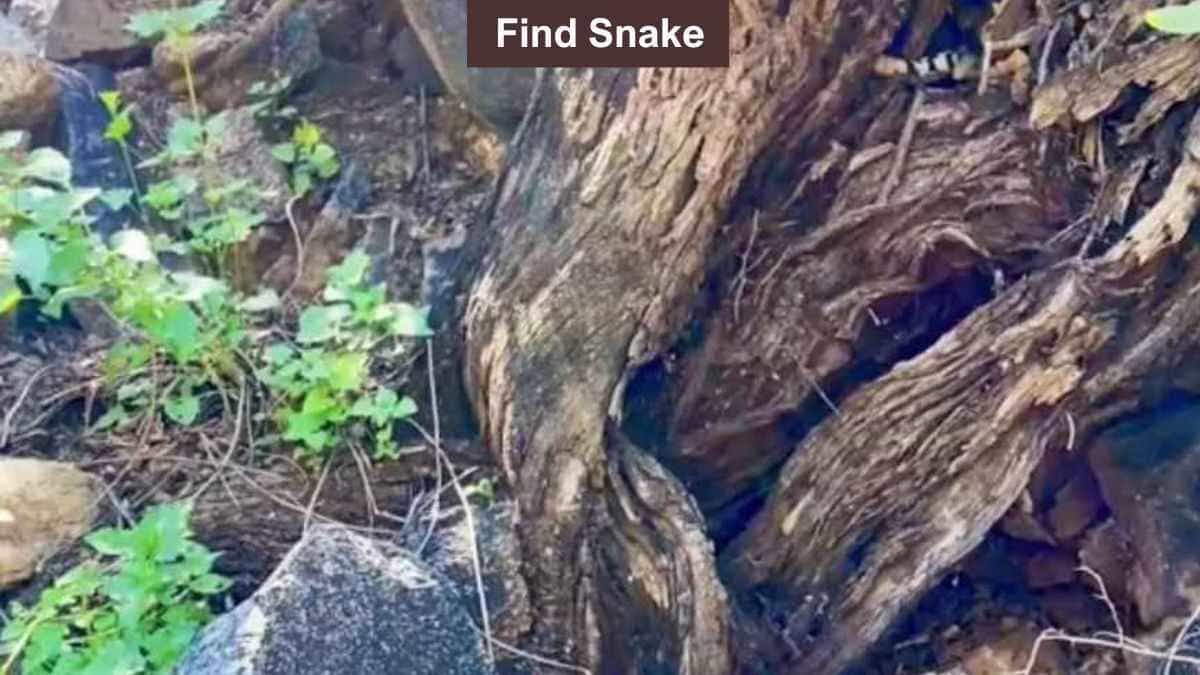 Find snake in tree