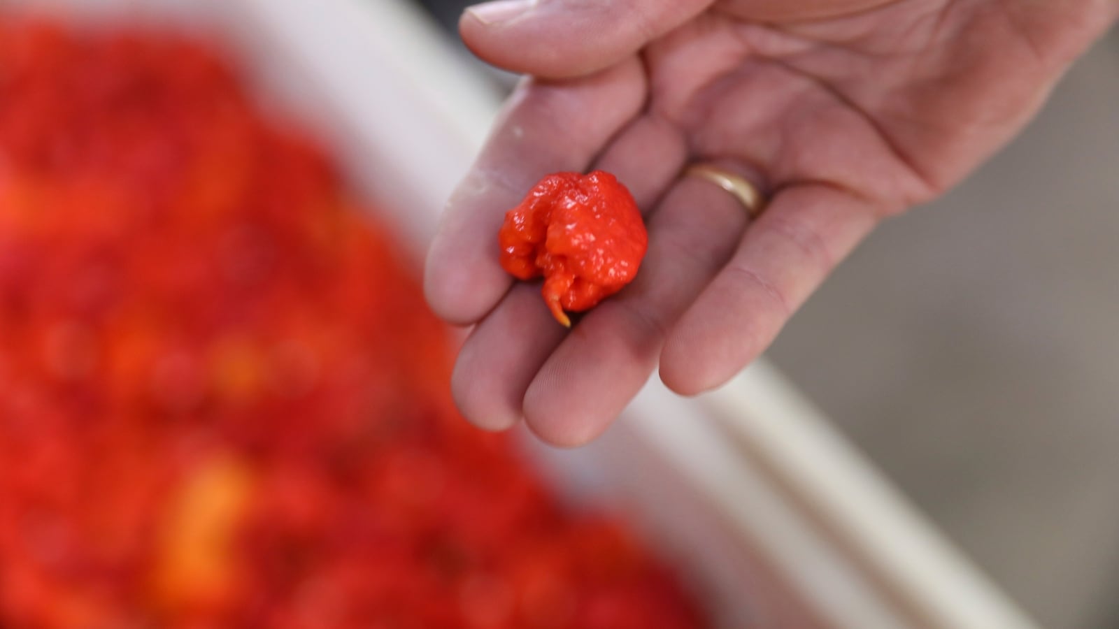 Pepper X: Guinness World Records crowns new hottest chilli pepper