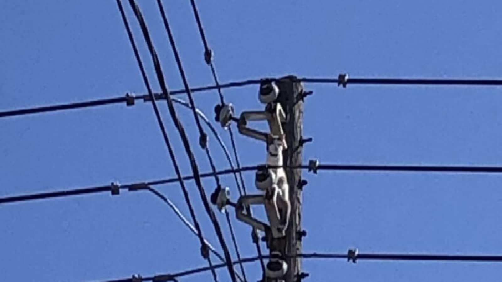 Police comes to save the day after rescuing cat stuck atop utility pole