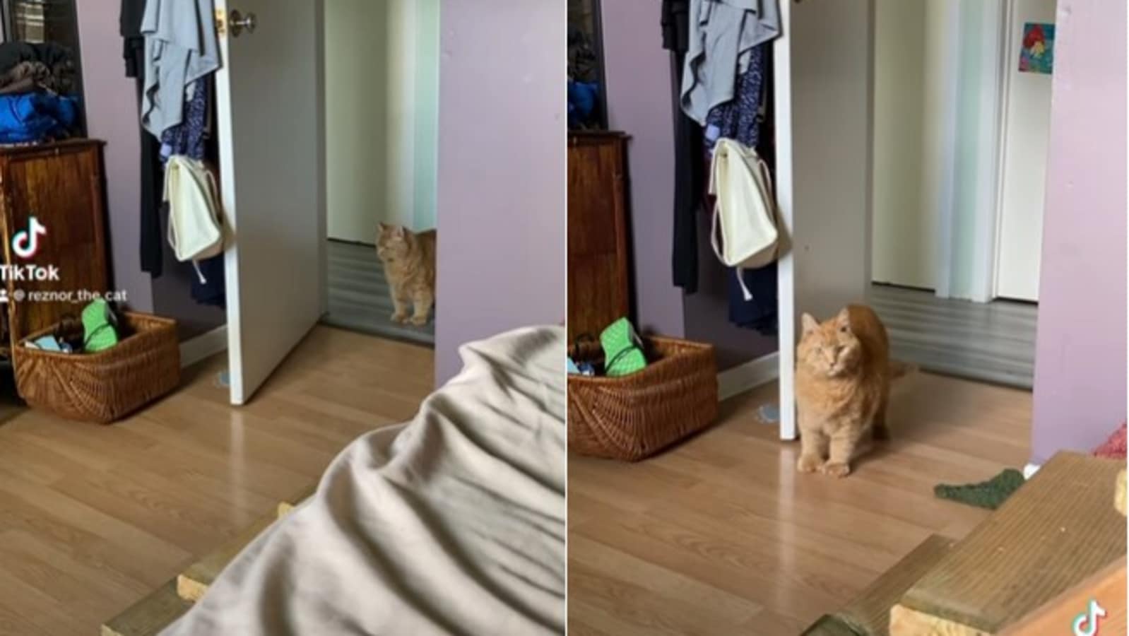 Polite cat knocks on the door before entering pet parent’s room