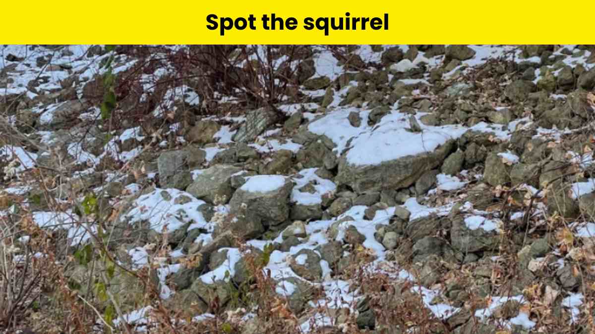 Find the squirrel