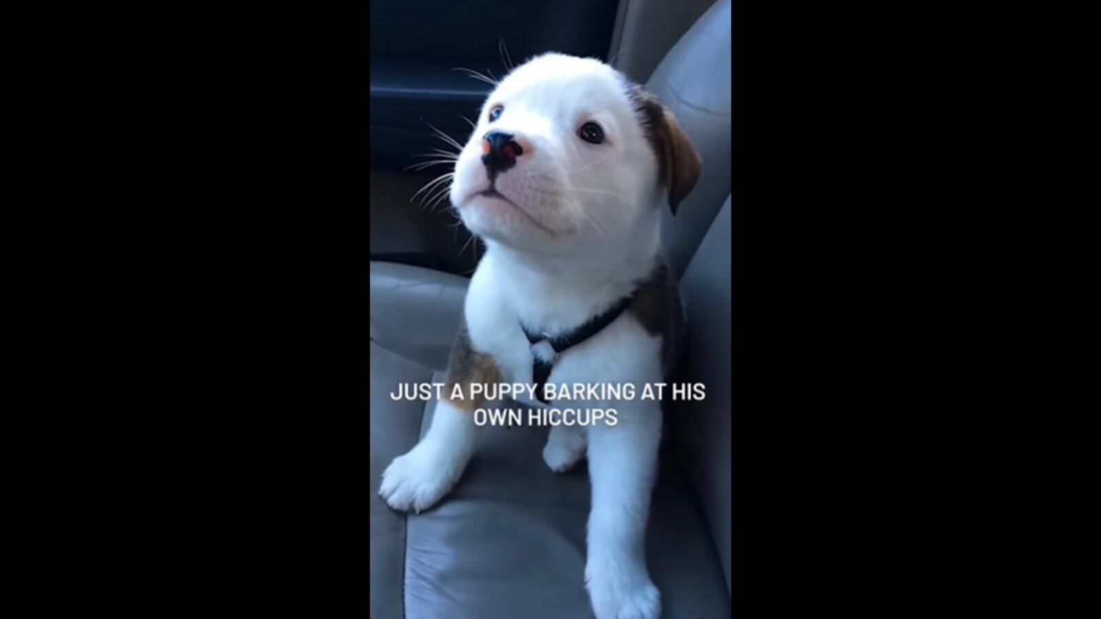 Puppy gets startled and barks at his own hiccups. Watch