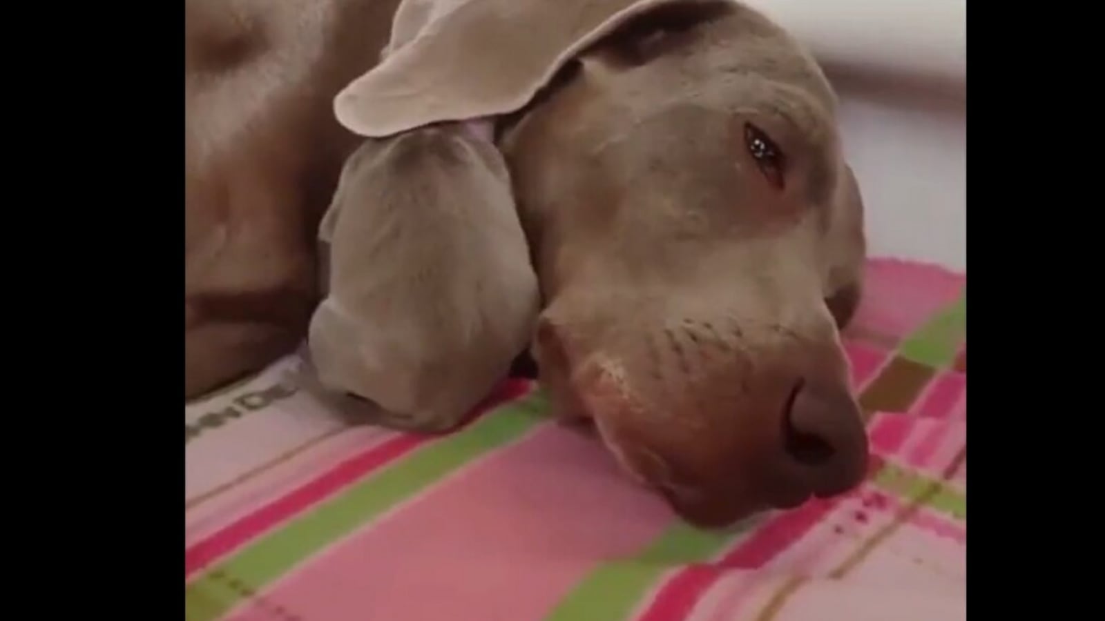 Puppy uses mama dog’s ear as a blanket, video will make you say ‘aww’